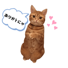 [LINEスタンプ] カリラたん