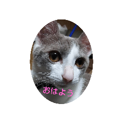 [LINEスタンプ] にゃんこくんスタンプ