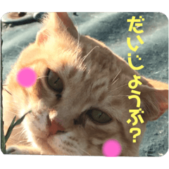 [LINEスタンプ] 安倍川にゃんず  元気かな