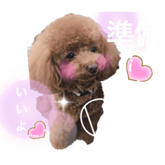 [LINEスタンプ] 犬と毎日使えるスタンプ