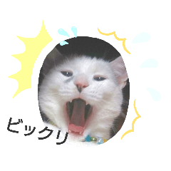 [LINEスタンプ] ゴマねこさん