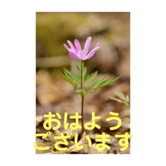 [LINEスタンプ] こころ休まる花と風景(14)