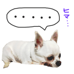 [LINEスタンプ] ワンコ日和   ことば編