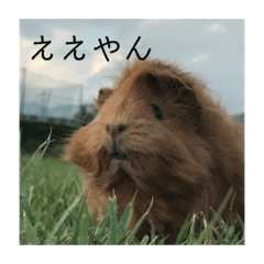 おしゃべりペット