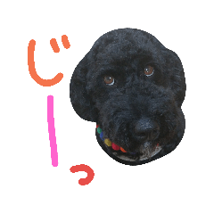 [LINEスタンプ] 黒プーの豆太くん5
