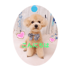 [LINEスタンプ] ぽんちゃんの挨拶スタンプです