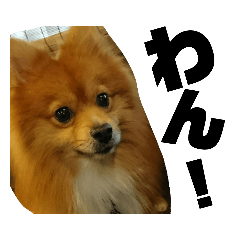 [LINEスタンプ] わんことあそぼ