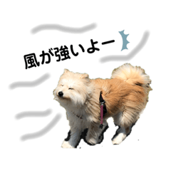 [LINEスタンプ] 雑種犬 ぽてこの初スタンプ