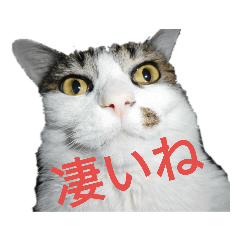 [LINEスタンプ] 驚きの猫と交通安全