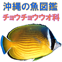 [LINEスタンプ] 沖縄の魚図鑑 チョウチョウウオ科の画像（メイン）