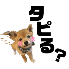 [LINEスタンプ] ワンワン！ワォーーン！