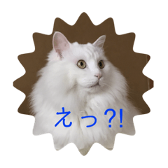 [LINEスタンプ] フク・チー スタンプ