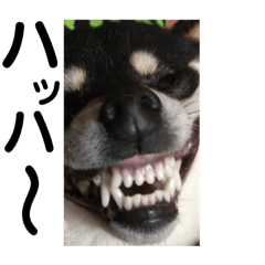 [LINEスタンプ] 黒柴、一休パート3