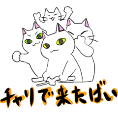 [LINEスタンプ] こん猫佐世保に来るばい