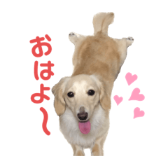 [LINEスタンプ] イーちゃんのスタンプー