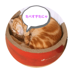 [LINEスタンプ] わが家の猫ちゃんおもち〜1歳激太り編〜