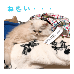 [LINEスタンプ] ねこのぬぬくん