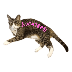 [LINEスタンプ] ねこのラッキー