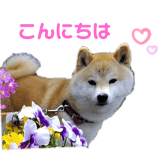 [LINEスタンプ] 麦の友達の咲良ちゃん