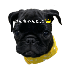 [LINEスタンプ] 黒パグ赤ちゃんのけんちゃんの画像（メイン）