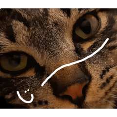 [LINEスタンプ] エビス 猫
