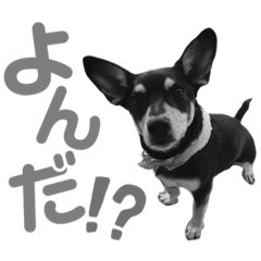 [LINEスタンプ] モノクロチャンス＆スカイ