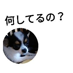 [LINEスタンプ] シャイニースタンプ第4弾【トリミング後】