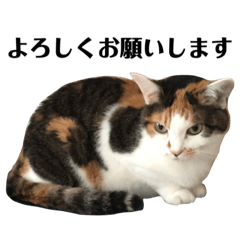 [LINEスタンプ] さくスタンプ10