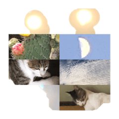 [LINEスタンプ] 月太陽が出ている猫たち