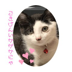 [LINEスタンプ] 今日もみいこはげんきいっぱい
