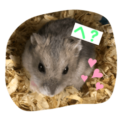 [LINEスタンプ] 可愛い動物達（オリジナル）