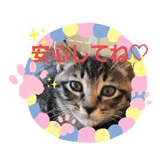 [LINEスタンプ] 猫らぶ③