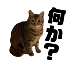 [LINEスタンプ] ひかる子ですけど何か？