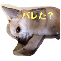 [LINEスタンプ] 慎之介が行く