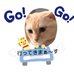 4姉妹にゃんこ