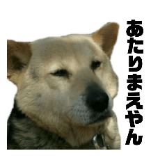 [LINEスタンプ] 関西弁わんこで会話