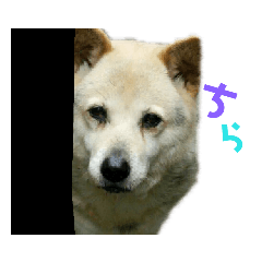 [LINEスタンプ] 私のわんこで会話2