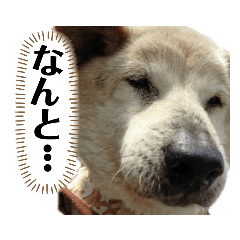 [LINEスタンプ] 私のわんこで会話