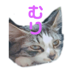 [LINEスタンプ] 我が家はねこまみれ3