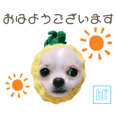 [LINEスタンプ] チワワのバニラとライチ