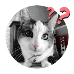 [LINEスタンプ] 我が家の猫⑥