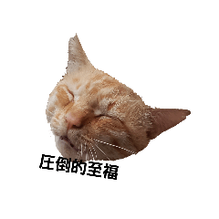 [LINEスタンプ] 猫好きの為