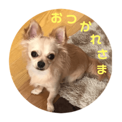 [LINEスタンプ] ゆりんかのチワわんこ2
