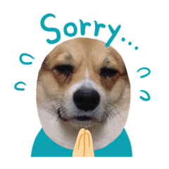 [LINEスタンプ] 我が家の動物達aki家mia家