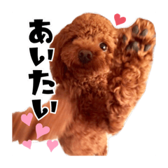 [LINEスタンプ] ぶーのすたんぷ