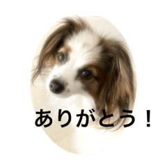 [LINEスタンプ] パピヨンだけどファーレンだよ②