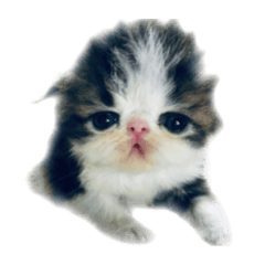 [LINEスタンプ] はっとりくん