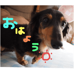 [LINEスタンプ] ダックスフンドこなつ