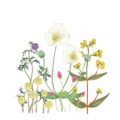 [LINEスタンプ] 植物たち