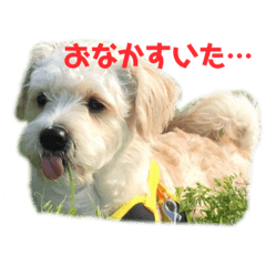 [LINEスタンプ] ふくくんスタンプ